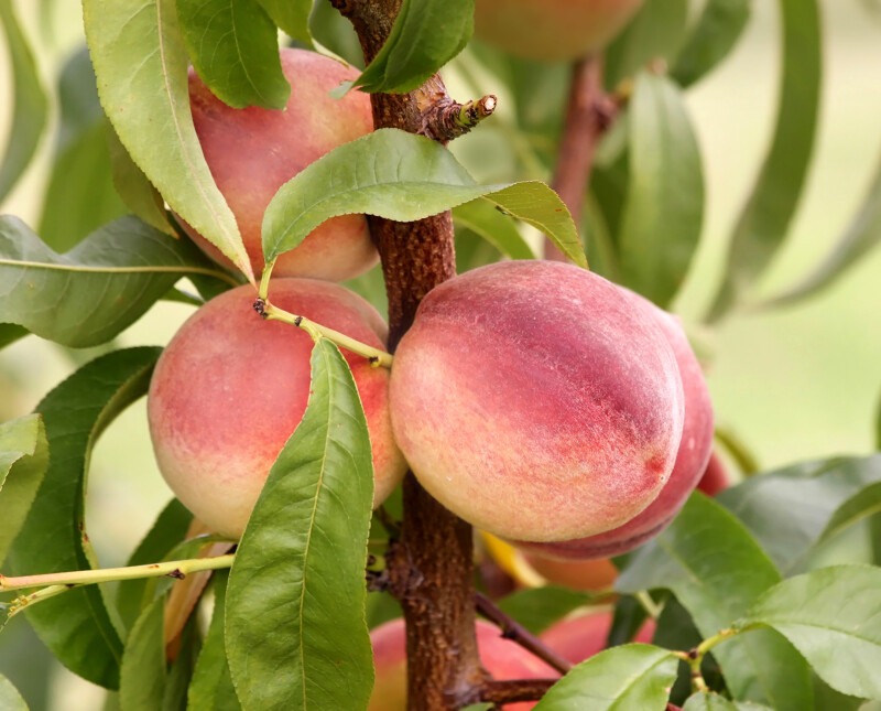 Les vergers Boiron - Pêches