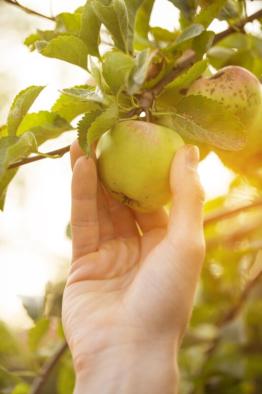 Les vergers Boiron - Pommes